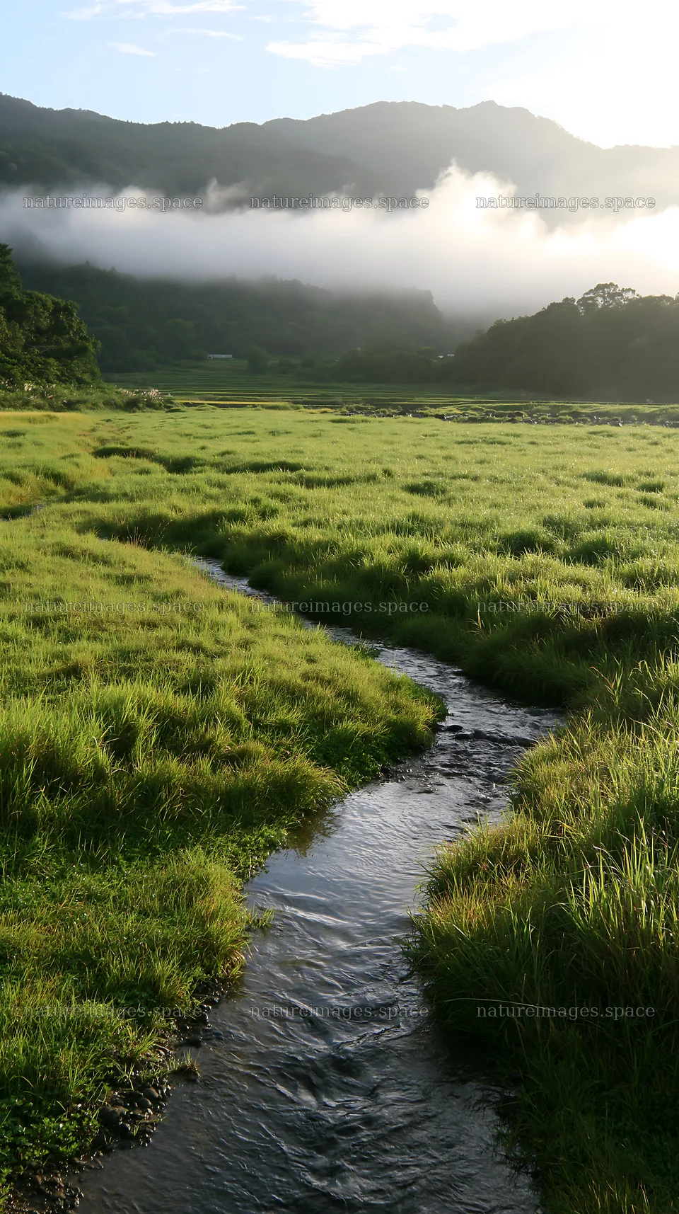 Shizuoka seasonal meadow after heavy rain – nature images 5938x10608