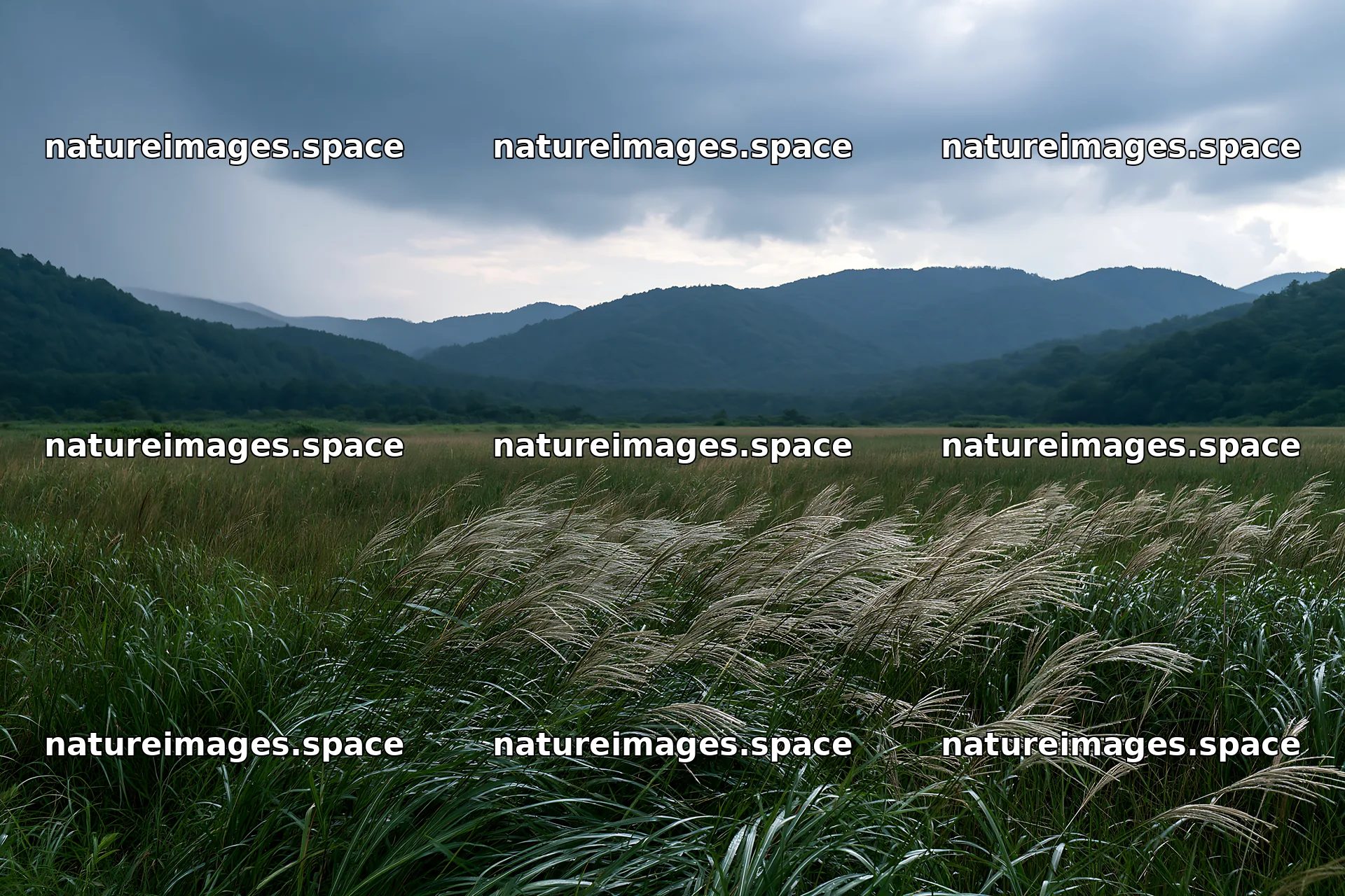 Iwate rain refreshed meadow seedhead foreground – nature images 9722x6480