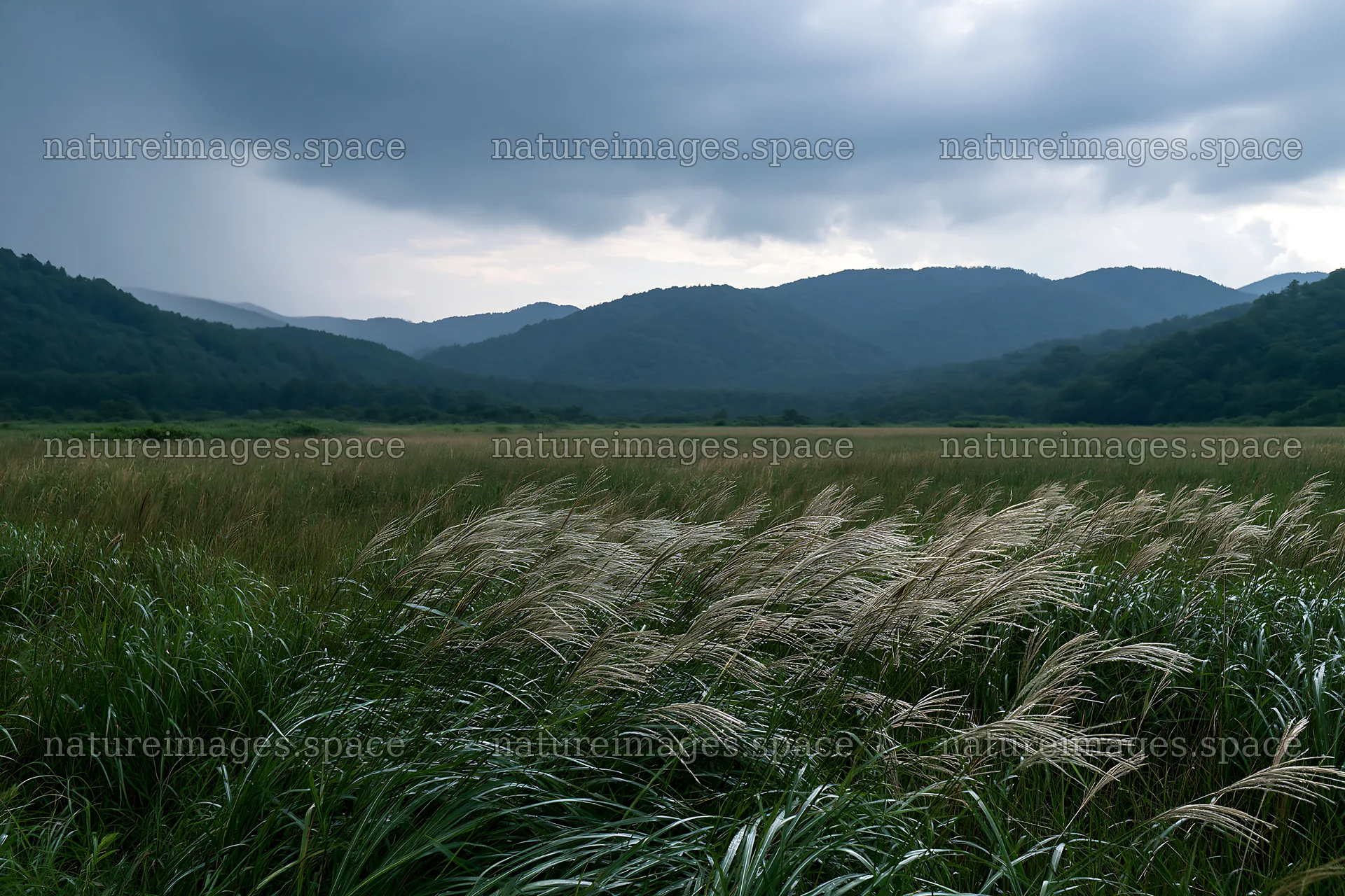 Iwate rain refreshed meadow seedhead foreground – nature images 9722x6480