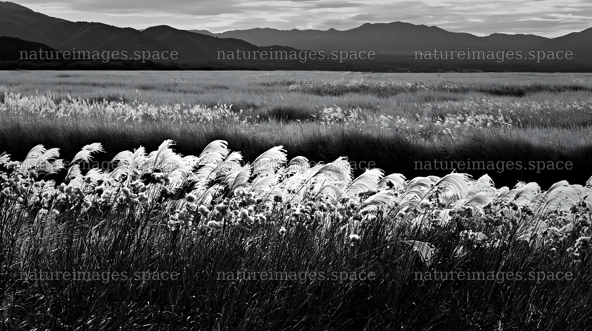 Iwate rain refreshed meadow seedhead foreground – nature images 10608x5938