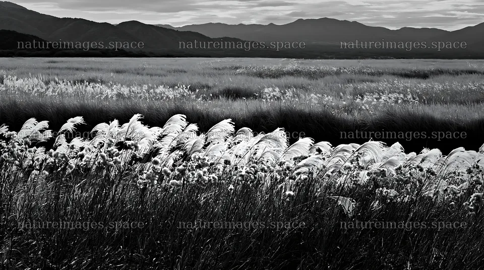 Iwate rain refreshed meadow seedhead foreground – nature images 10608x5938