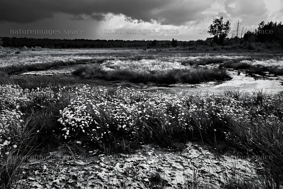 Winding stream through meadow under dark clouds – nature images 9722x6480