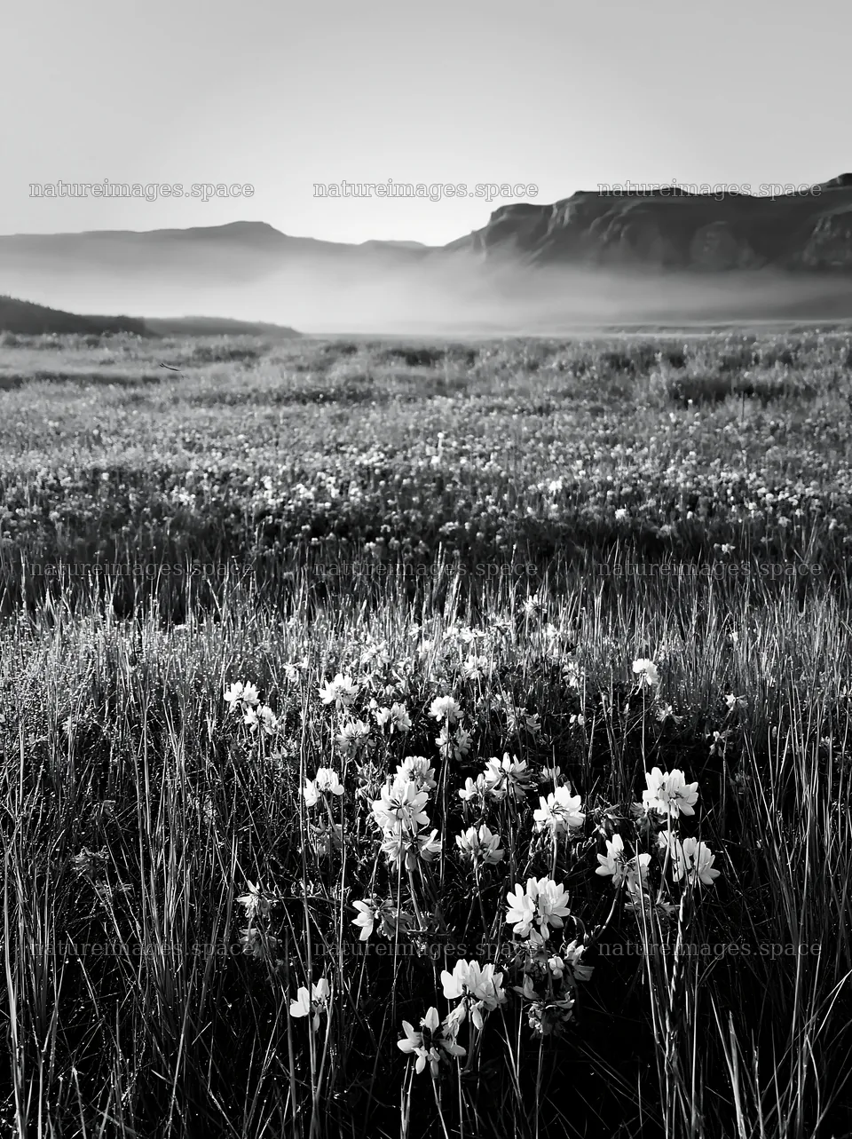 Saga floodplain meadow with reed foreground and flowers – nature images 6866x9174