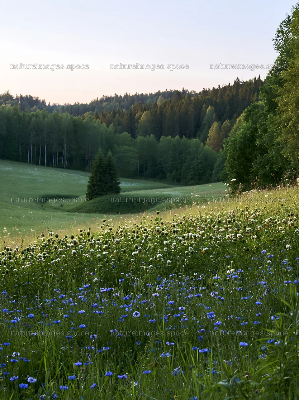 Clover cornflower meadow with trees in the background – nature images 6866x9174