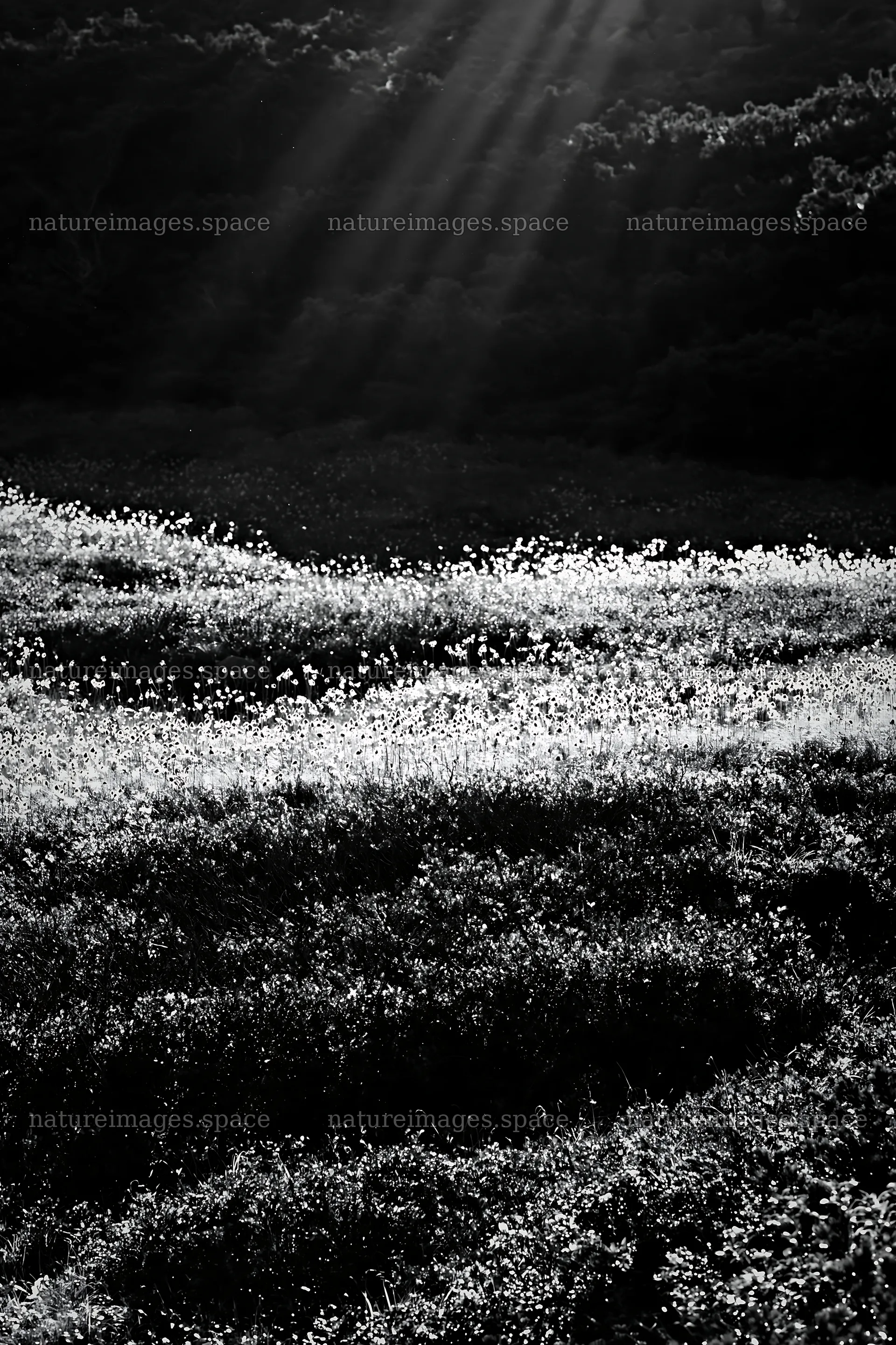 Daisetsuzan alpine meadow with rays of light shining through – nature images 6480x9722