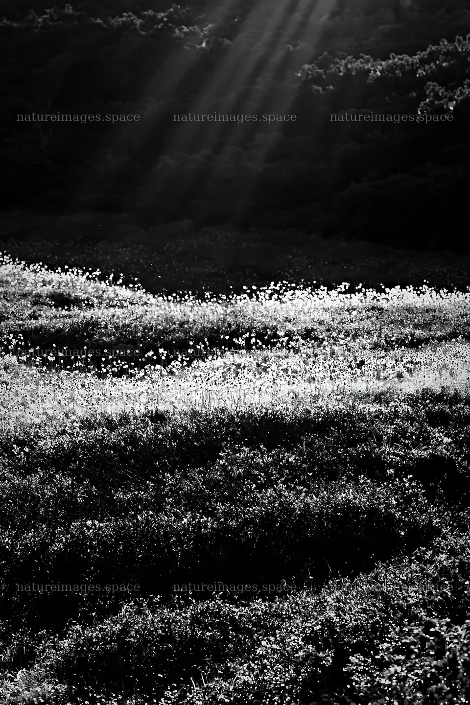 Daisetsuzan alpine meadow with rays of light shining through – nature images 6480x9722