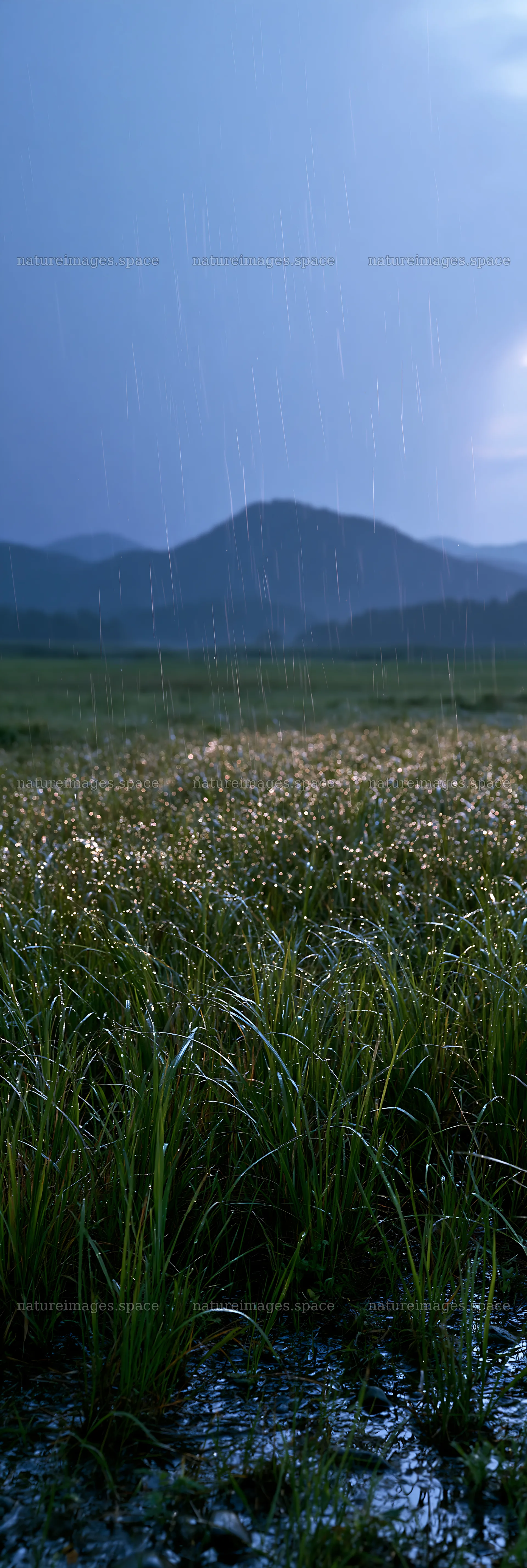 Dew-covered grass in Niigata floodplain during rainstorm – nature images 4602x13690