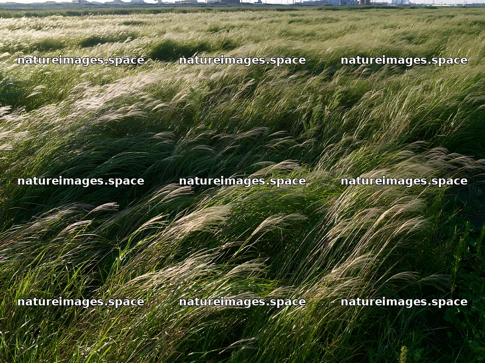 Tokyo urban biodiversity meadow with seedheads in sunlight – nature images 9174x6866