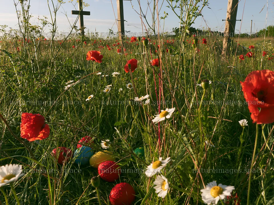 Christian crosses in a rain soaked meadow with flowers – nature images 9174x6866
