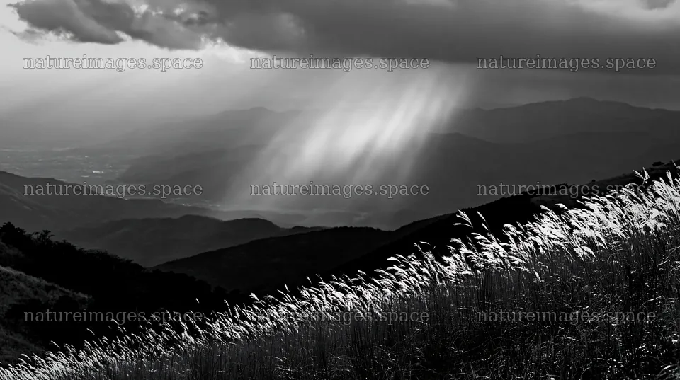Ehime twilight meadow with dry seedheads and distant mountains – nature images 10608x5938