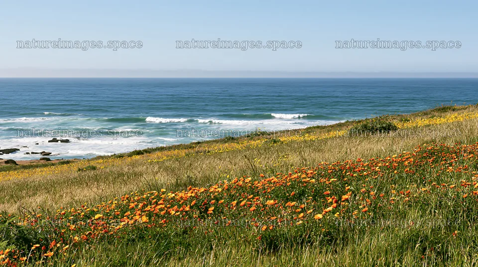 Portuguese meadow overlooking the Atlantic coast with wildflowers – nature images 10608x5938