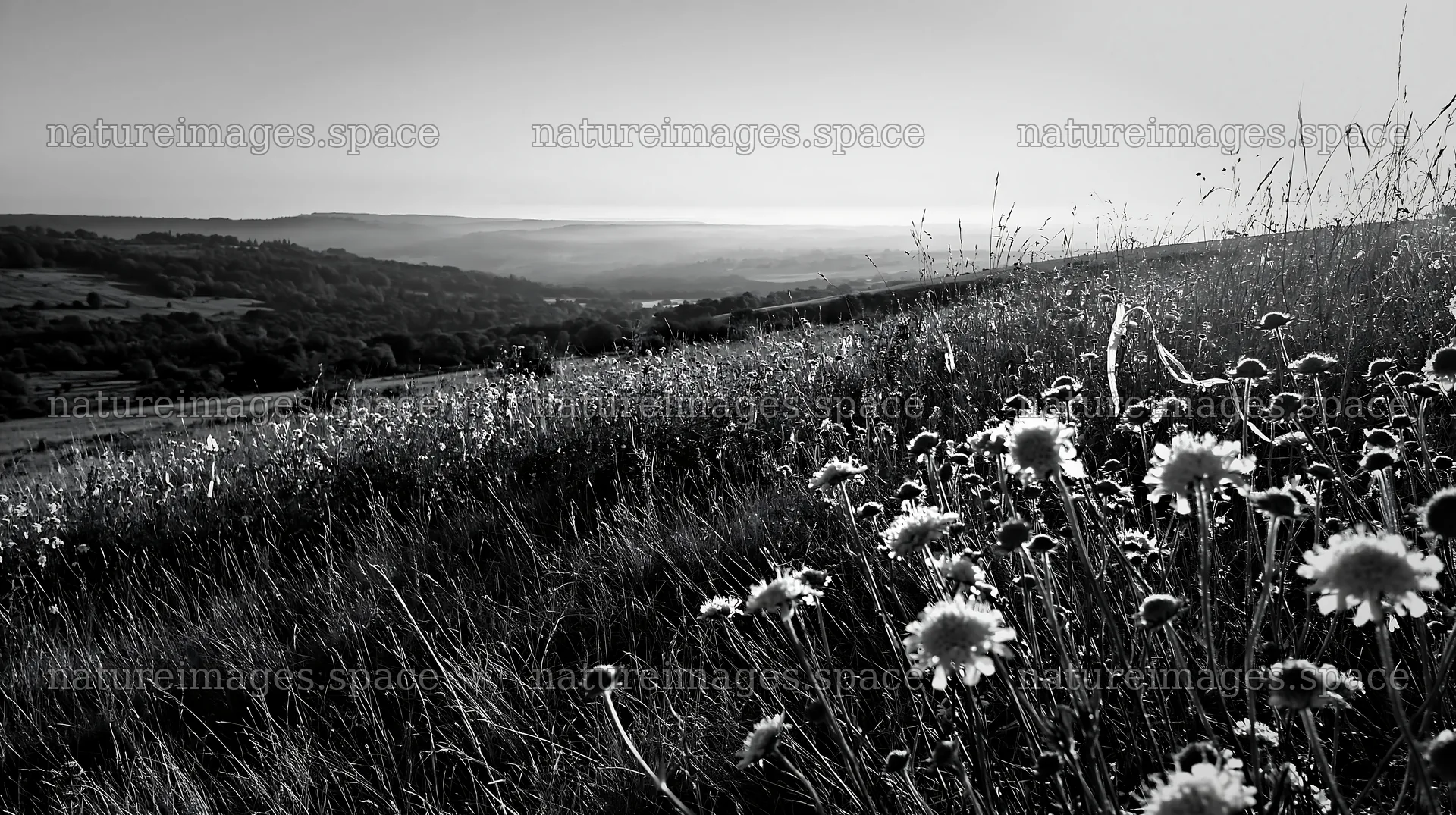Sunny chalk meadow with wildflowers on a hillside – nature images 10608x5938