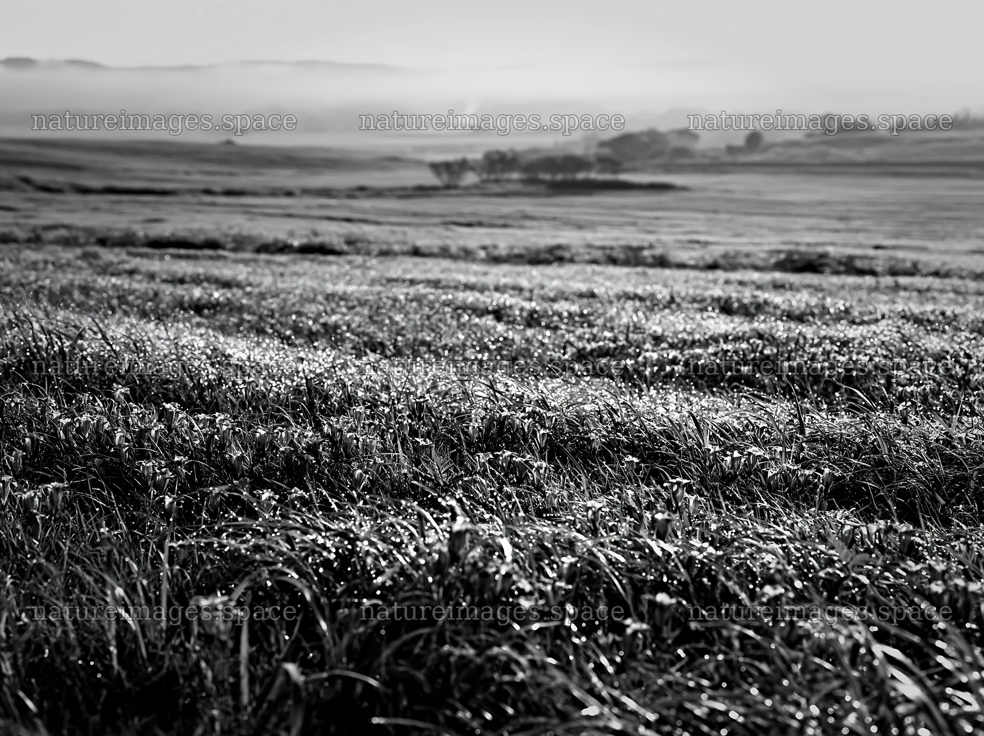 Expansive Hokkaido restoration meadow with dewdrops at dawn – nature images 9174x6866