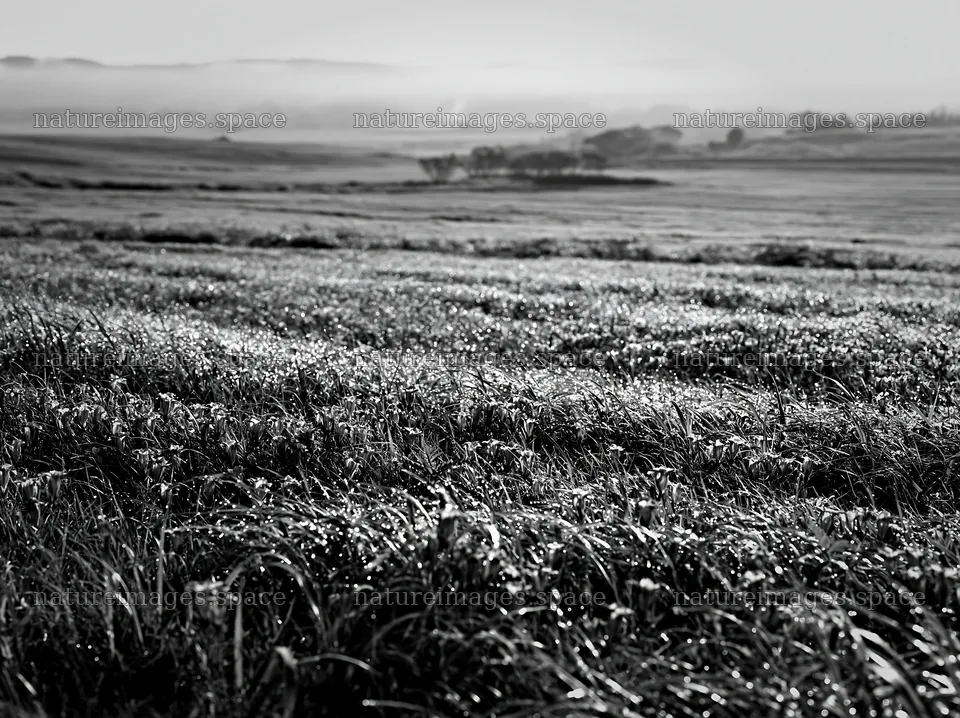 Expansive Hokkaido restoration meadow with dewdrops at dawn – nature images 9174x6866