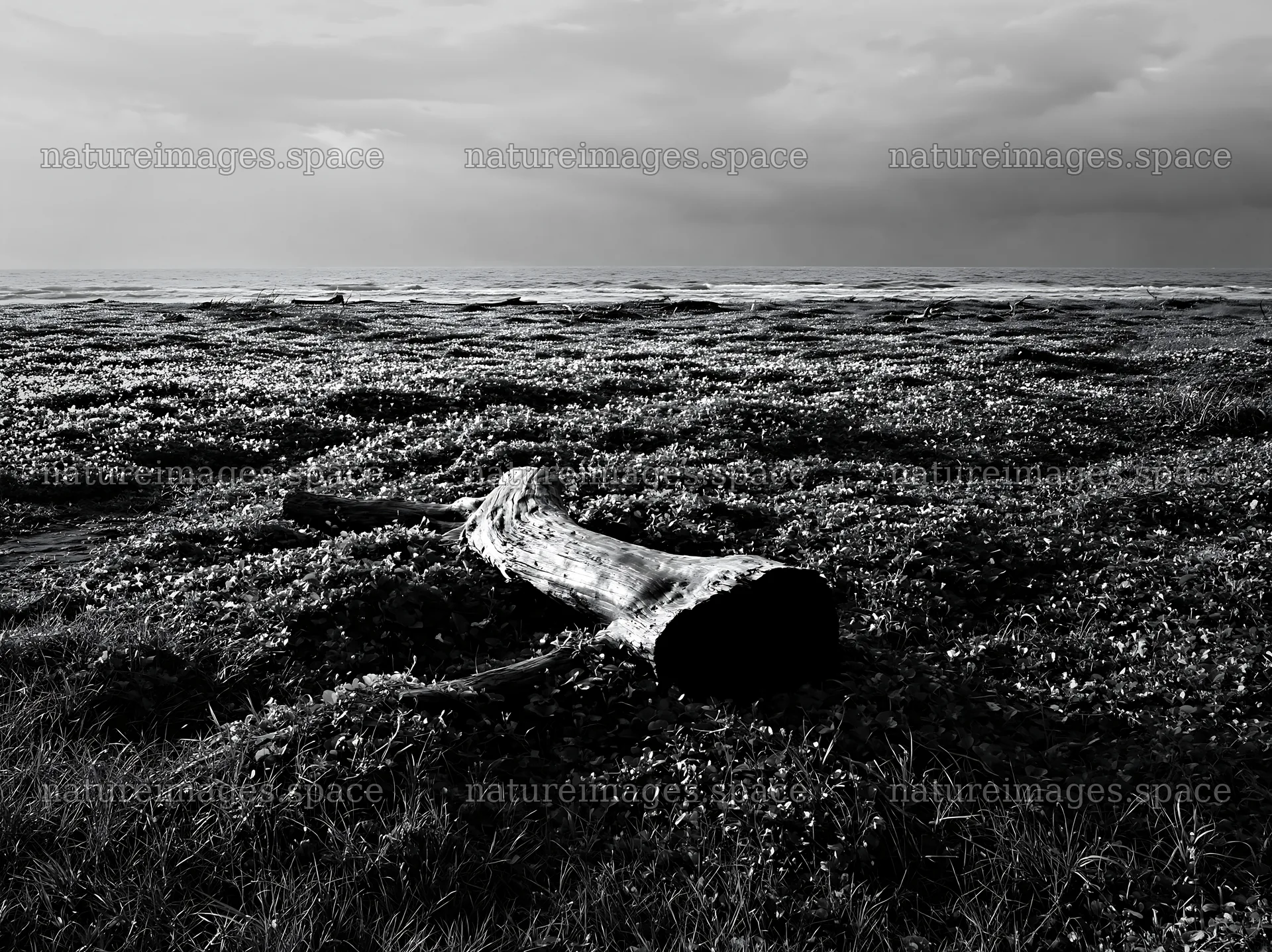 Driftwood on Chiba meadow under cloudy skies – nature images 9174x6866
