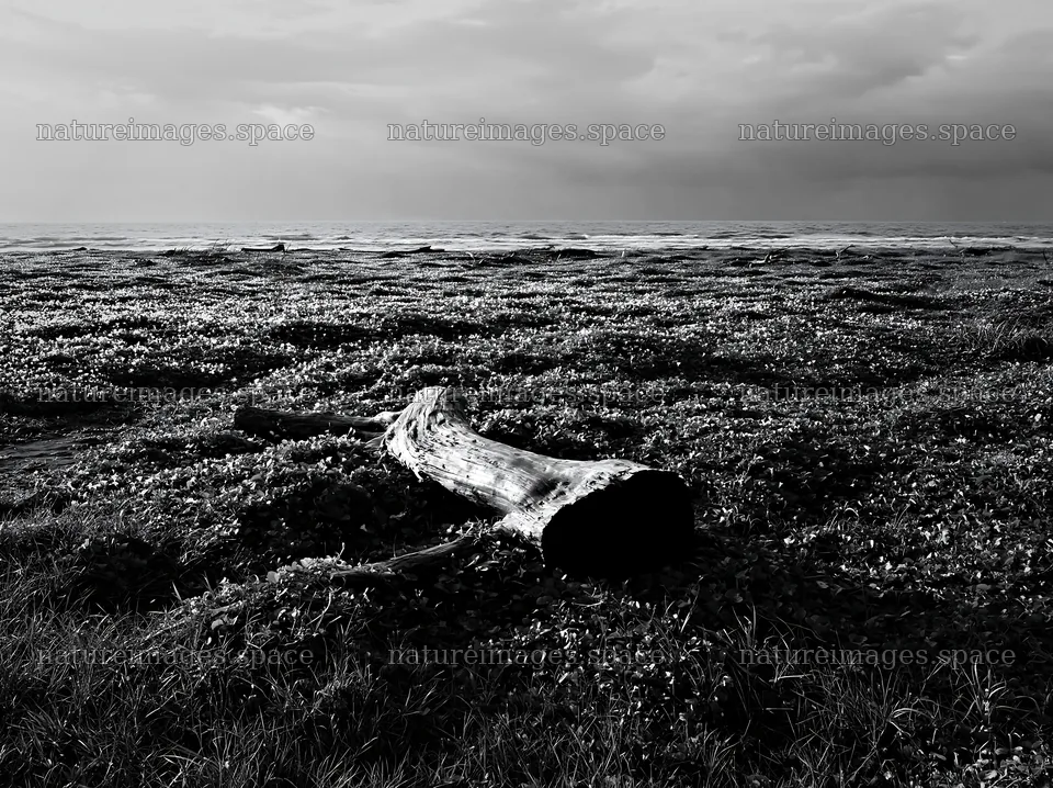 Driftwood on Chiba meadow under cloudy skies – nature images 9174x6866