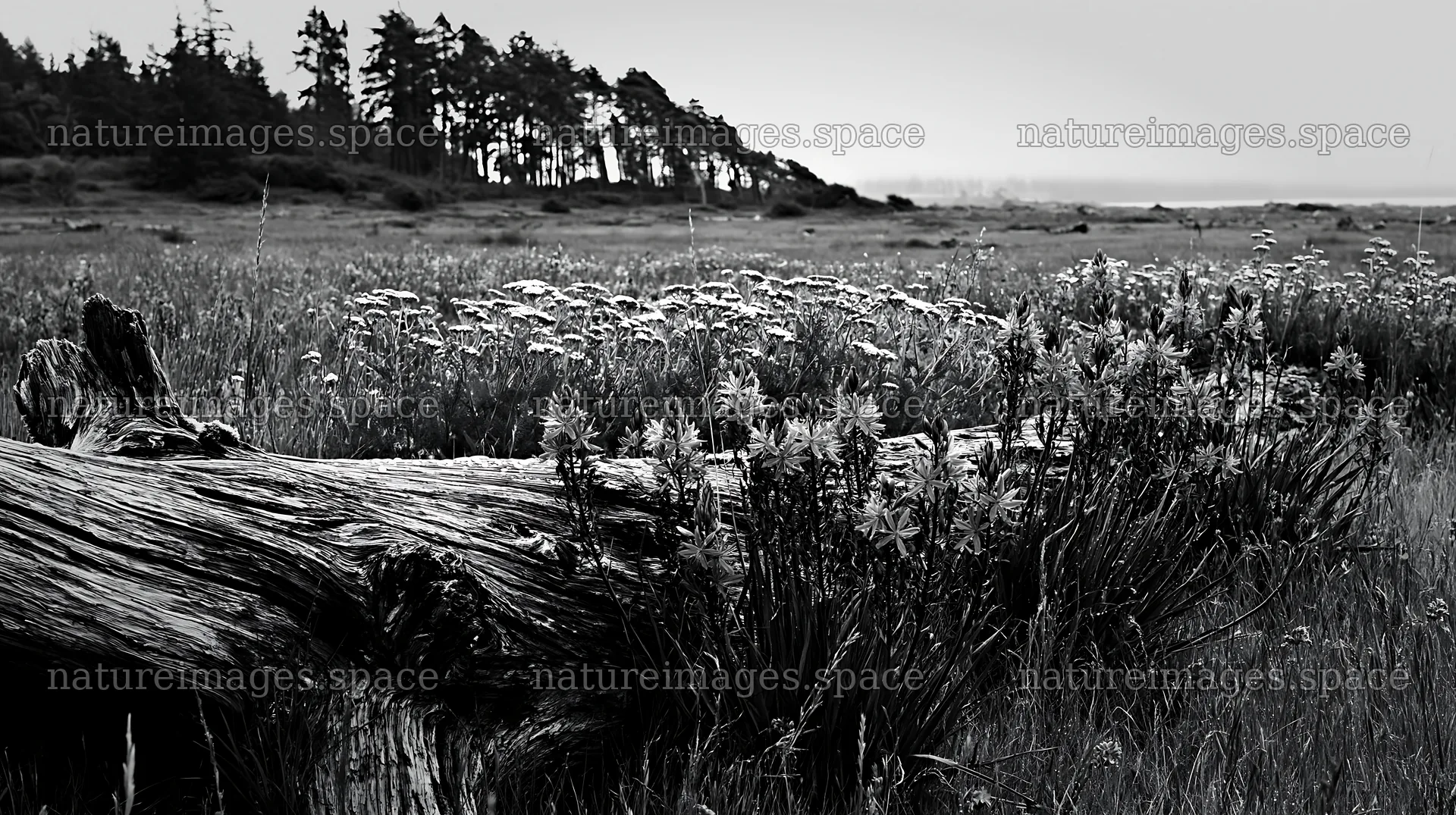 Weathered log in a meadow with wildflowers and trees – nature images 10608x5938