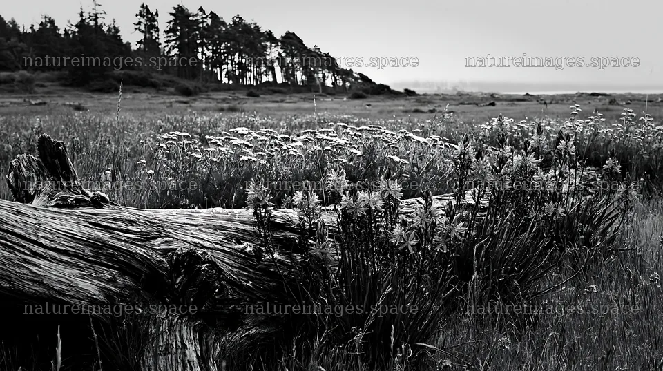 Weathered log in a meadow with wildflowers and trees – nature images 10608x5938