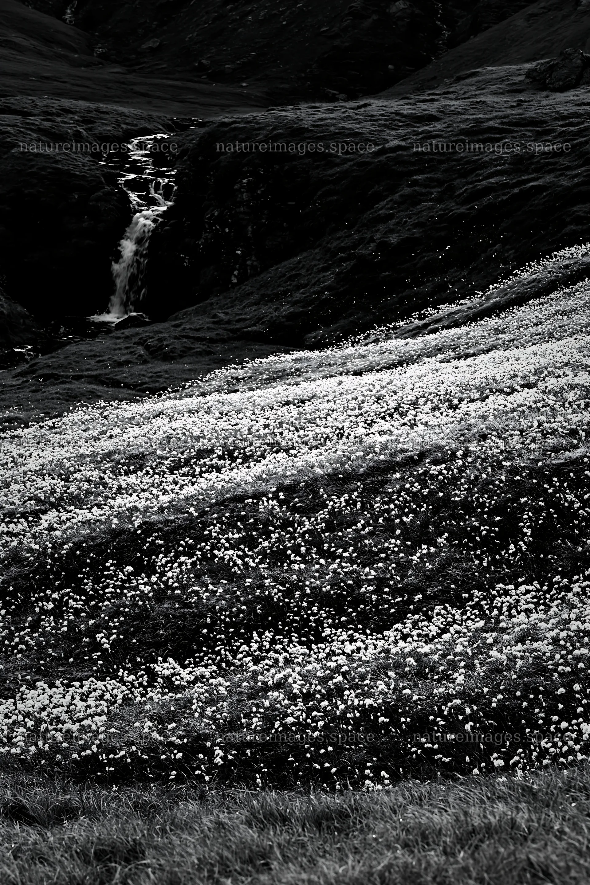 Cascade valley flower meadow near a waterfall – nature images 6480x9722