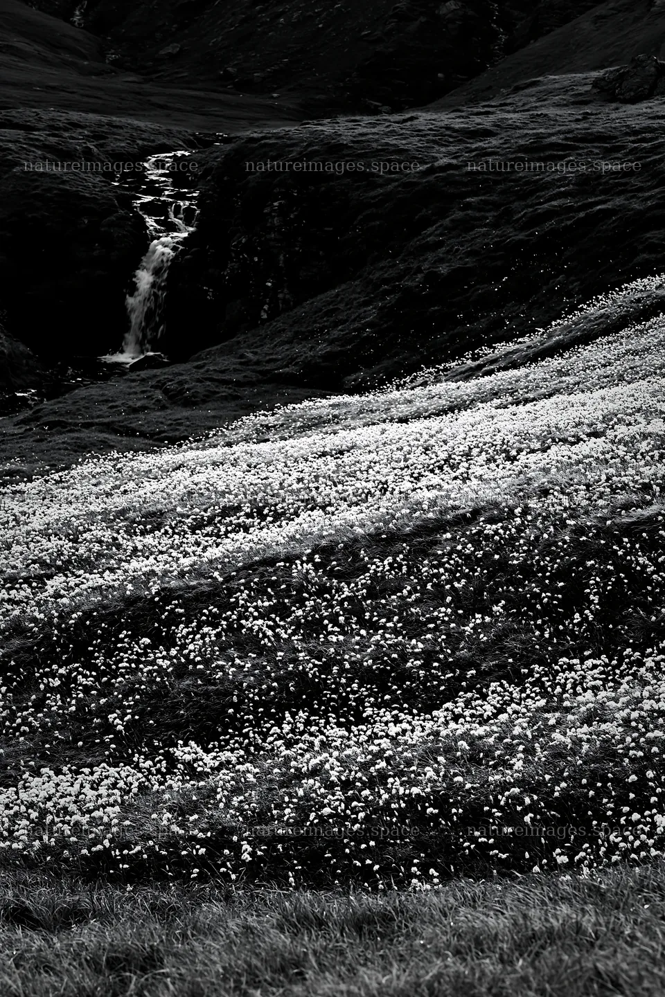 Cascade valley flower meadow near a waterfall – nature images 6480x9722
