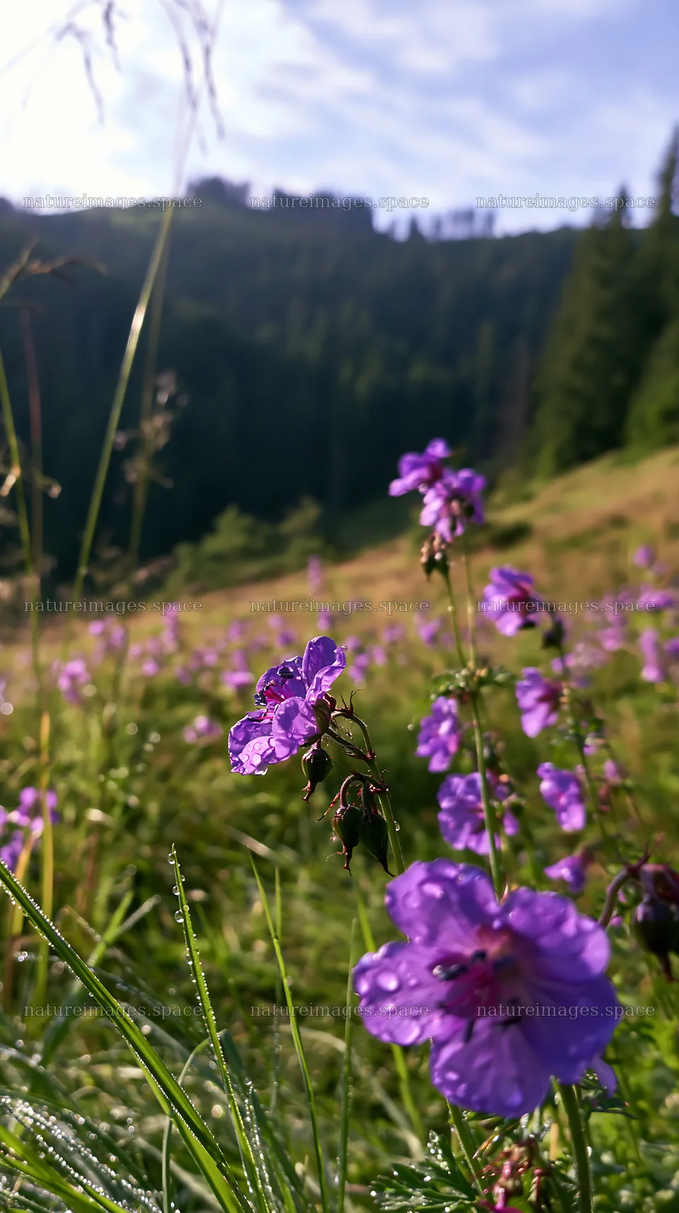 German foothill meadow with purple flowers in bright sunlight – nature images 5938x10608
