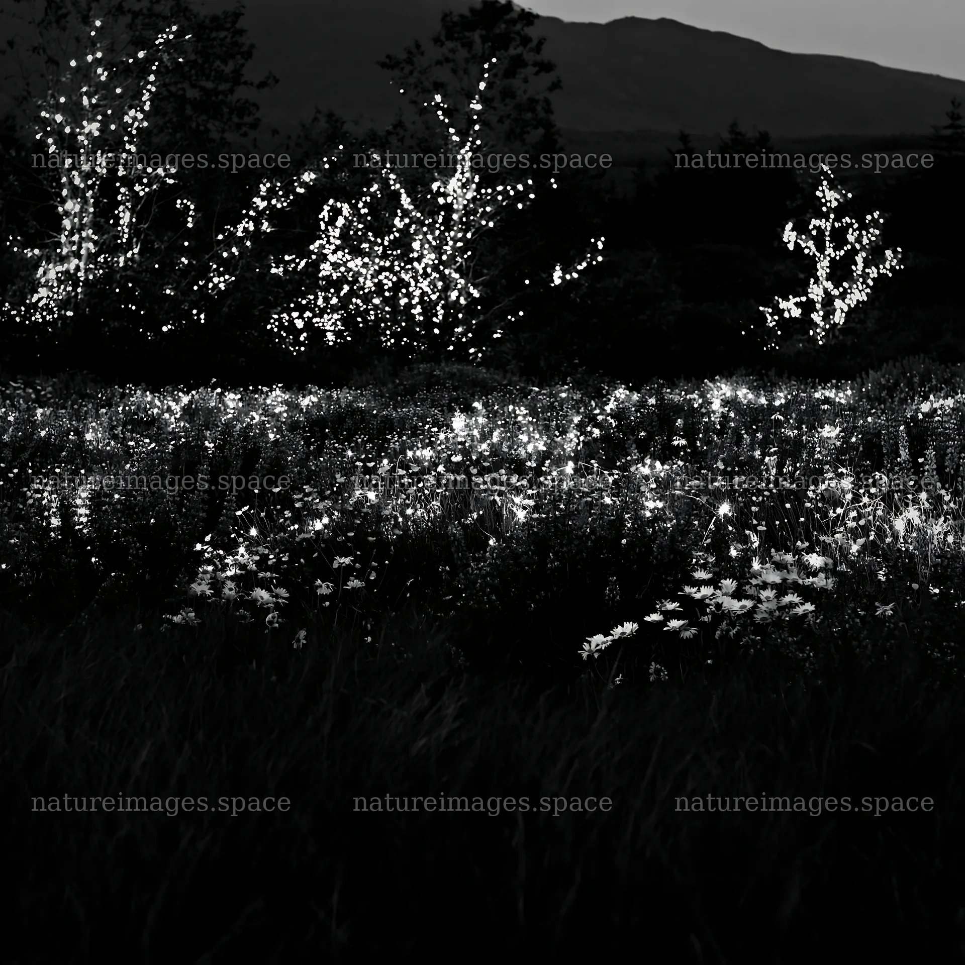 Vibrant meadow with Christmas lights at dusk – nature images 7938x7938