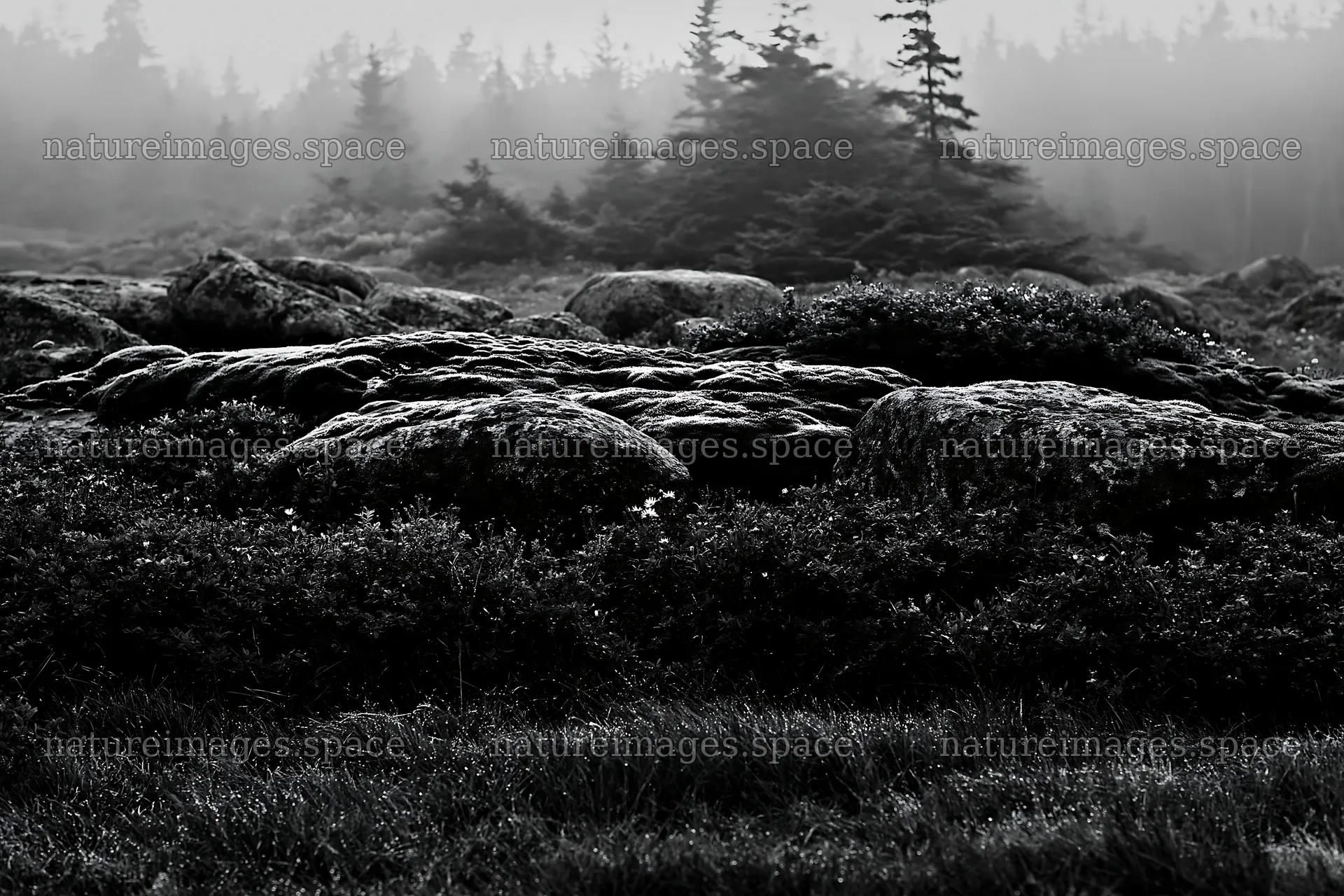 Mossy boulders in a meadow with fog and greenery – nature images 9722x6480