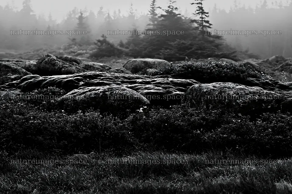 Mossy boulders in a meadow with fog and greenery – nature images 9722x6480
