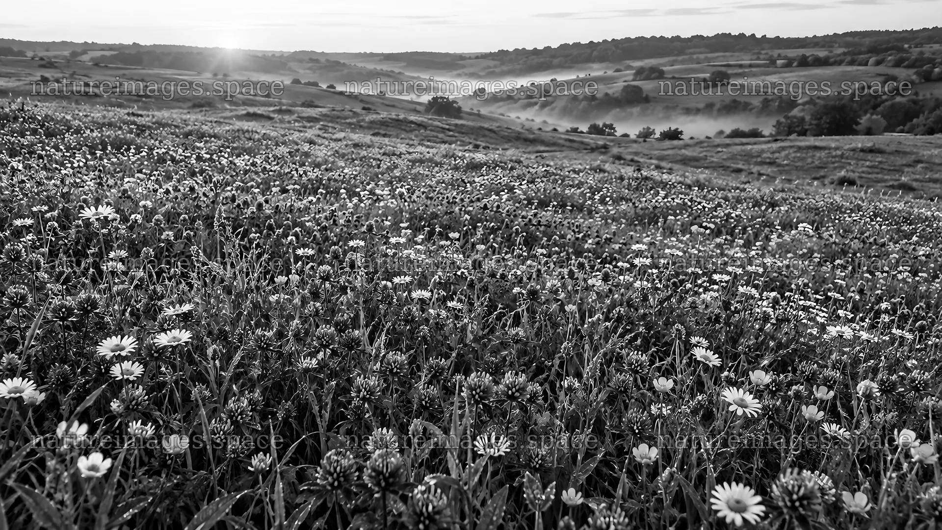 Black-and-White Wildflower Meadow and Rolling Hills – nature images 10324x5812