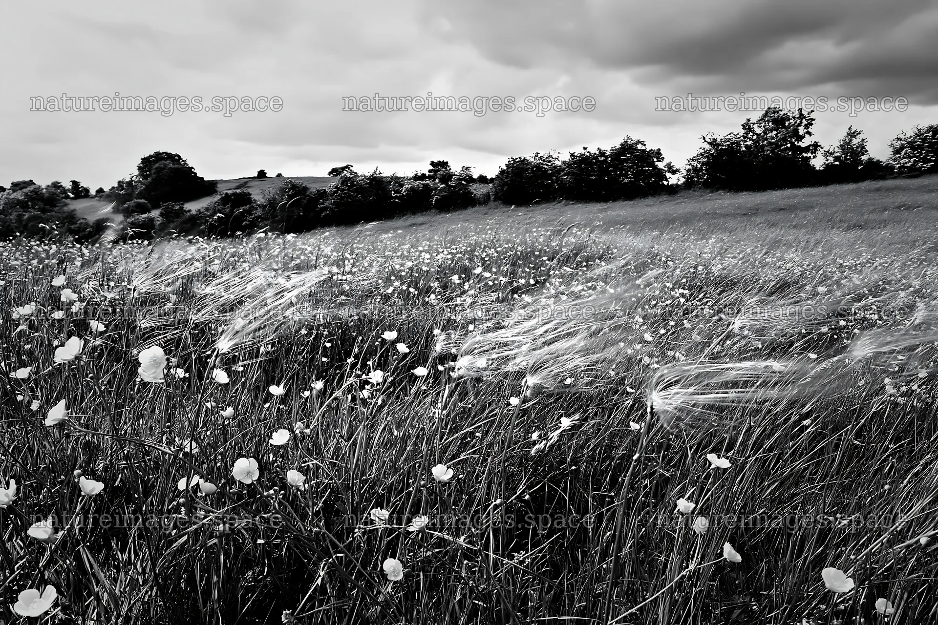Buttercup hay meadow in the Yorkshire Dales landscape – nature images 9722x6480