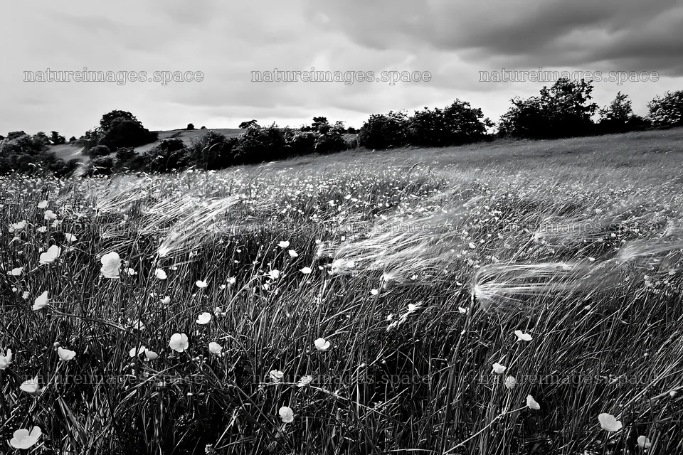 Buttercup hay meadow in the Yorkshire Dales landscape – nature images 9722x6480