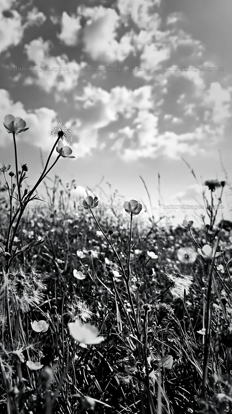 Meadow with wildflowers under a cloudy sky in Germany – nature images 5938x10608