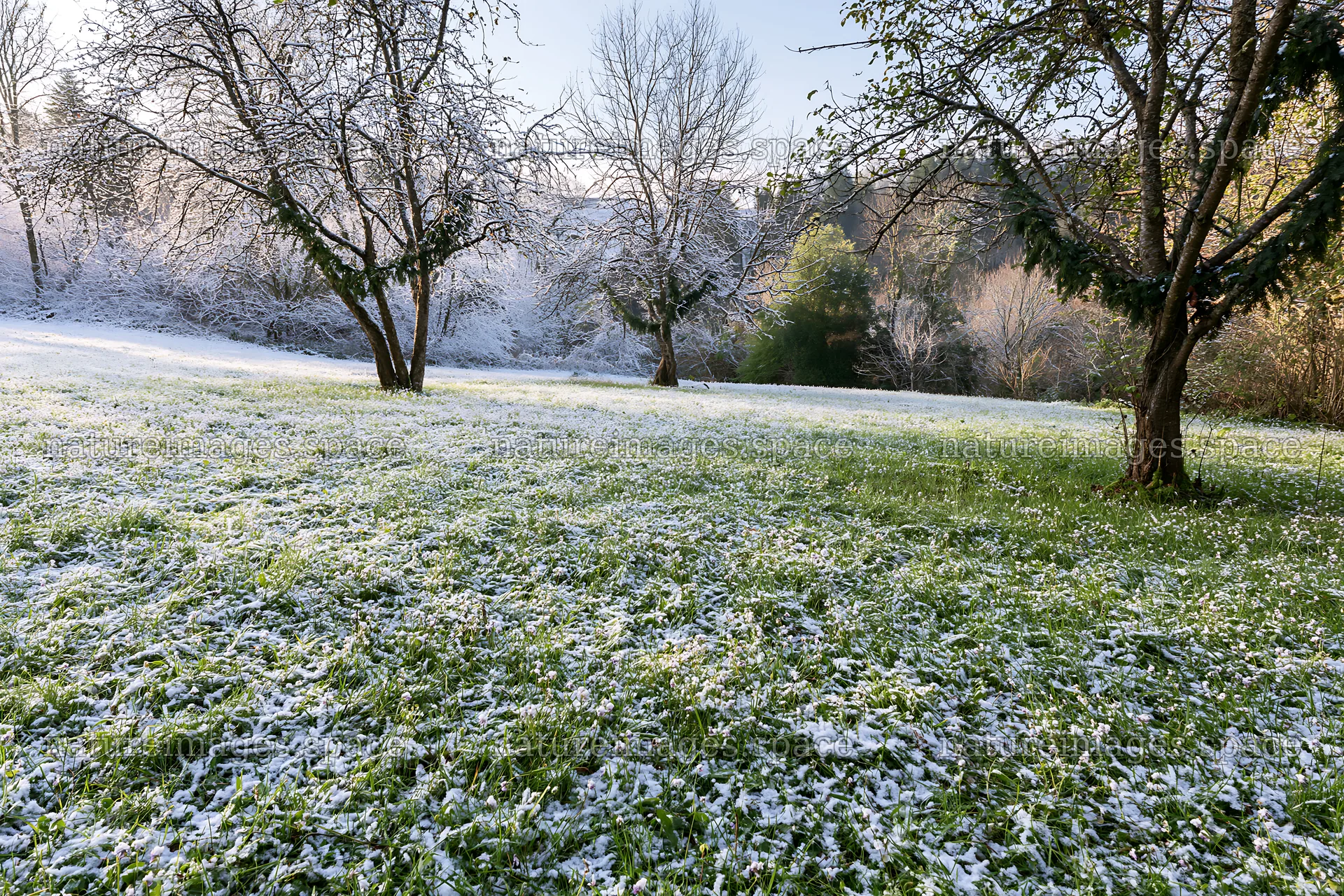 Christmas meadow with apple trees and snow-covered ground – nature images 9722x6480