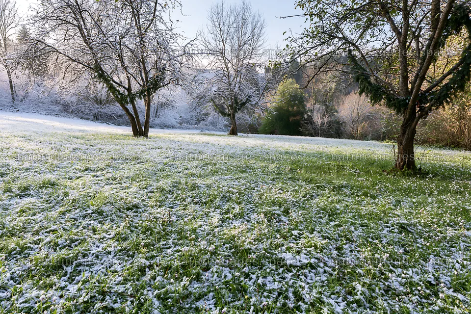 Christmas meadow with apple trees and snow-covered ground – nature images 9722x6480