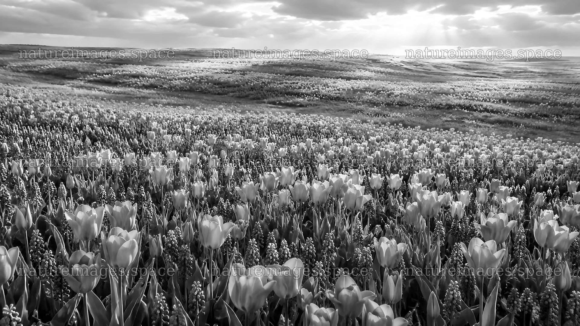 Spring Bulb Flowers Across a Rolling Field – nature images 10324x5812