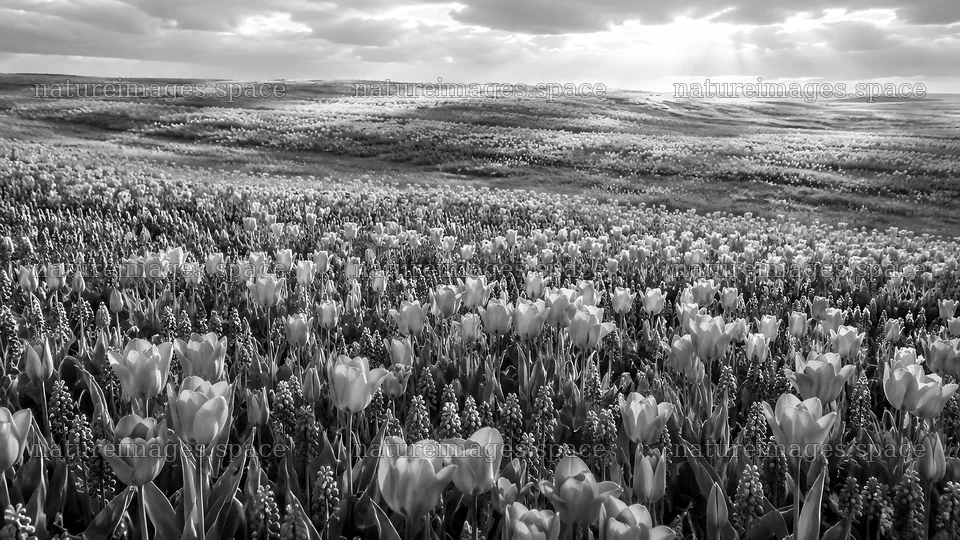 Spring Bulb Flowers Across a Rolling Field – nature images 10324x5812