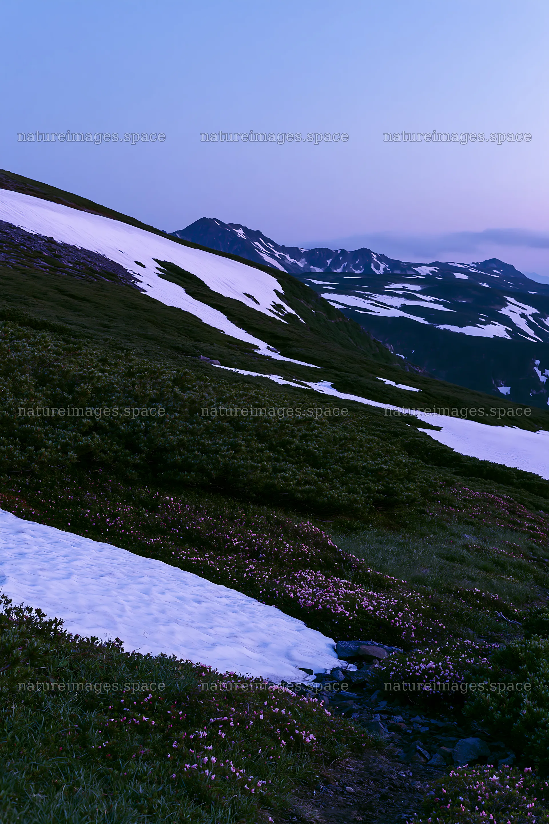 Snowline meadow with snow and mountains in the background – nature images 6480x9722