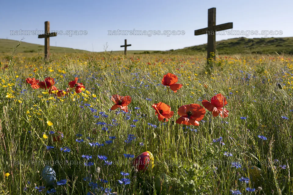 Christian crosses in a meadow with wildflowers – nature images 9722x6480