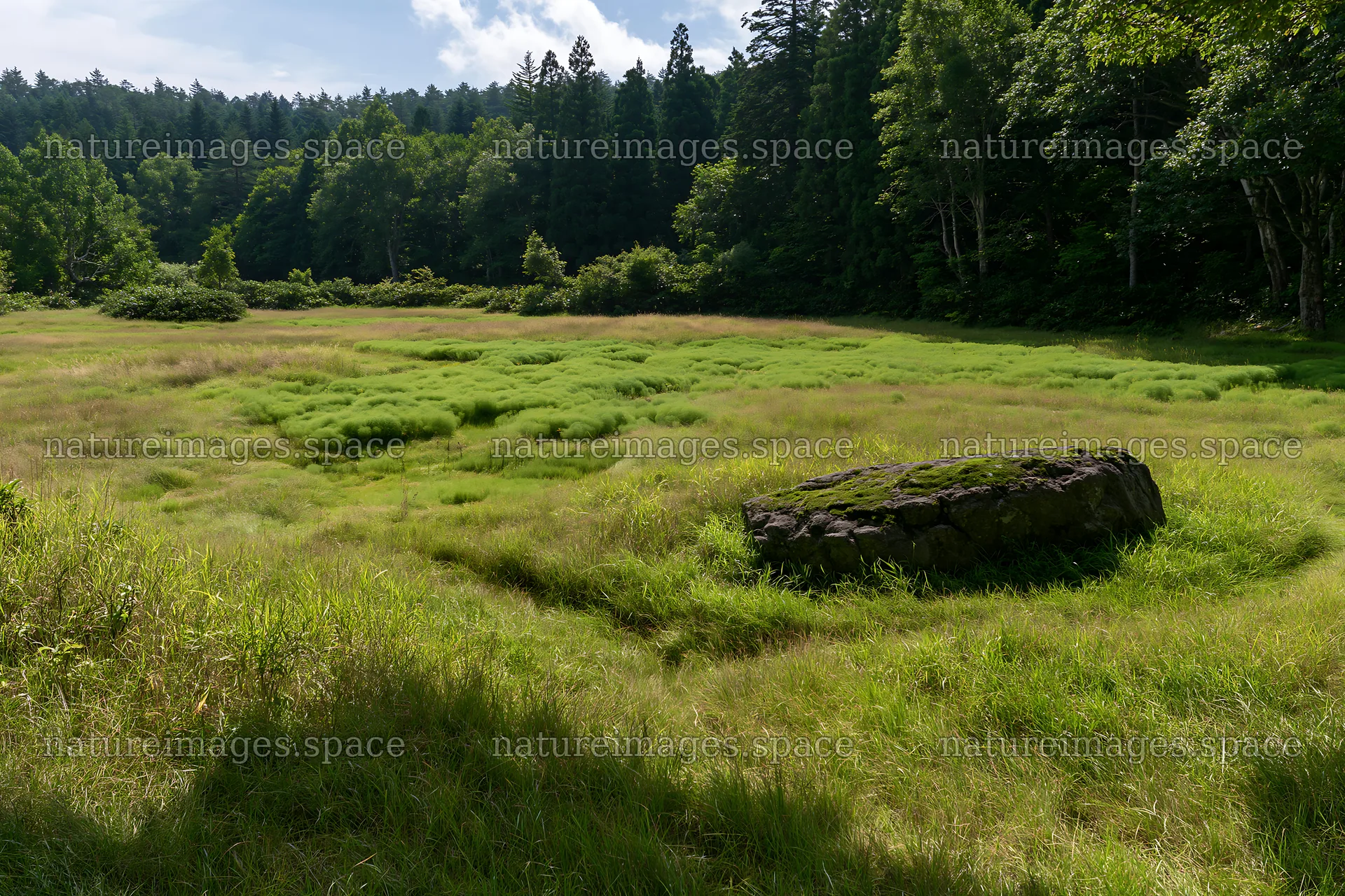Aomori climate resilient meadow with boulder surrounded by trees – nature images 9722x6480