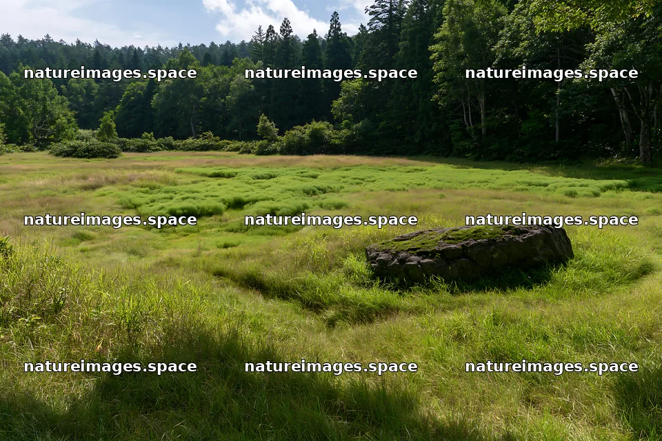 Aomori climate resilient meadow with boulder surrounded by trees – nature images 9722x6480