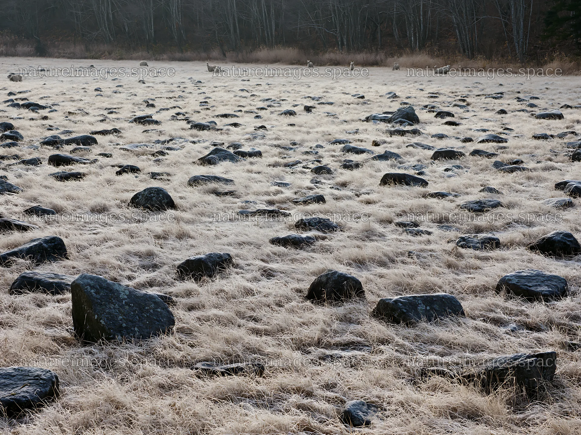 Rewilded Akita silver grass meadow with scattered stones – nature images 9174x6866