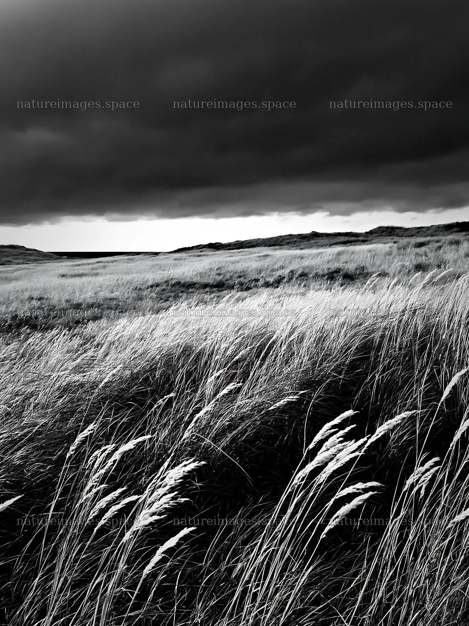 Tottori windy meadow with dune grasses in cloudy weather – nature images 6866x9174