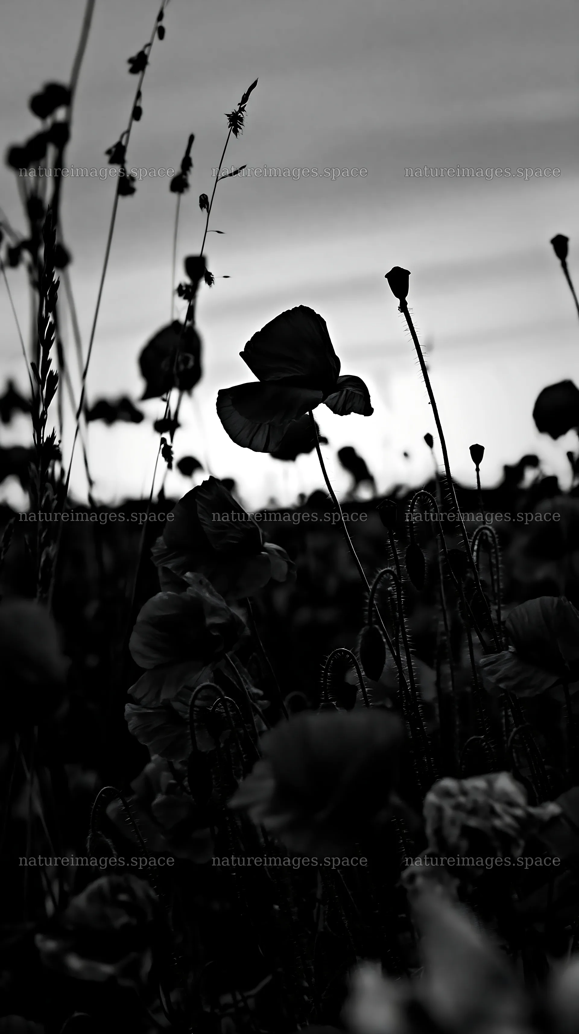 Colorful poppy meadow at sunset with pink sky – nature images 5938x10608