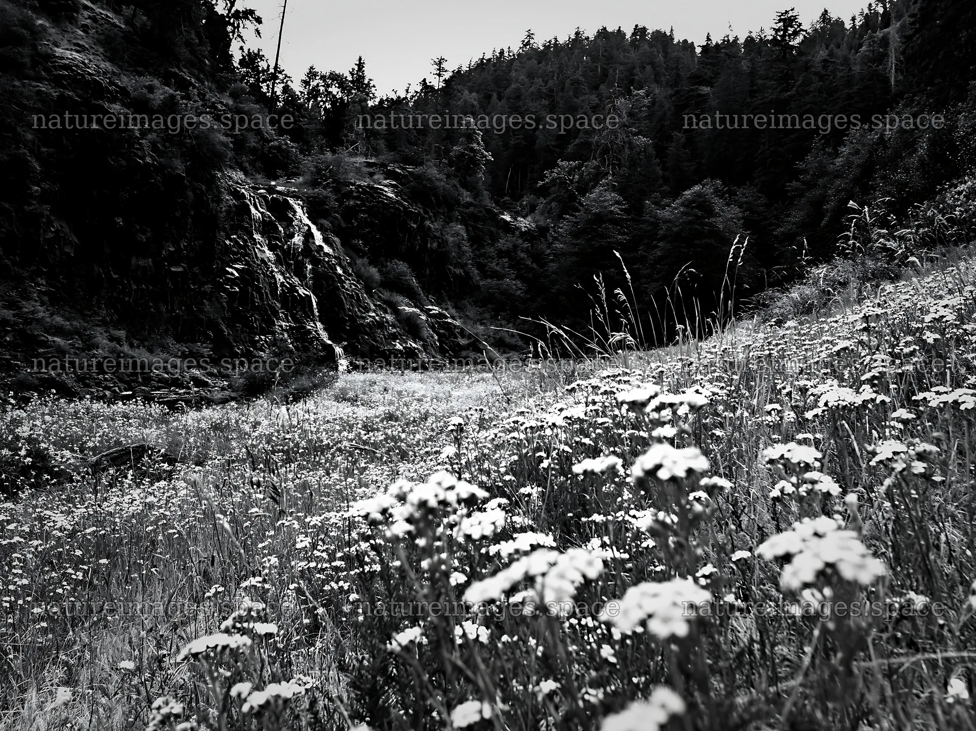 Wildflower meadow next to a cascade in black and white – nature images 9174x6866