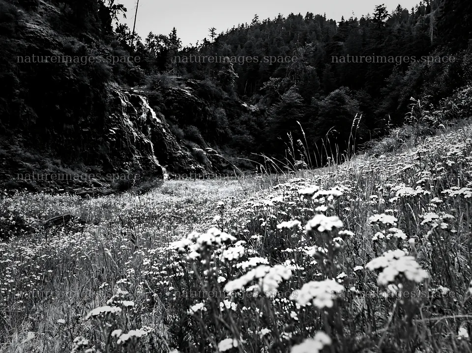Wildflower meadow next to a cascade in black and white – nature images 9174x6866