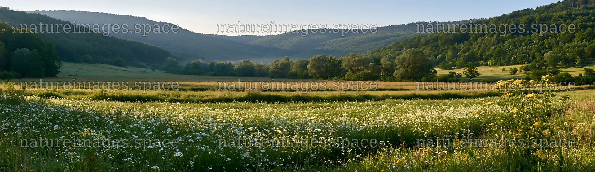 Hungarian meadow in a wooded valley during daylight – nature images 14762x4268