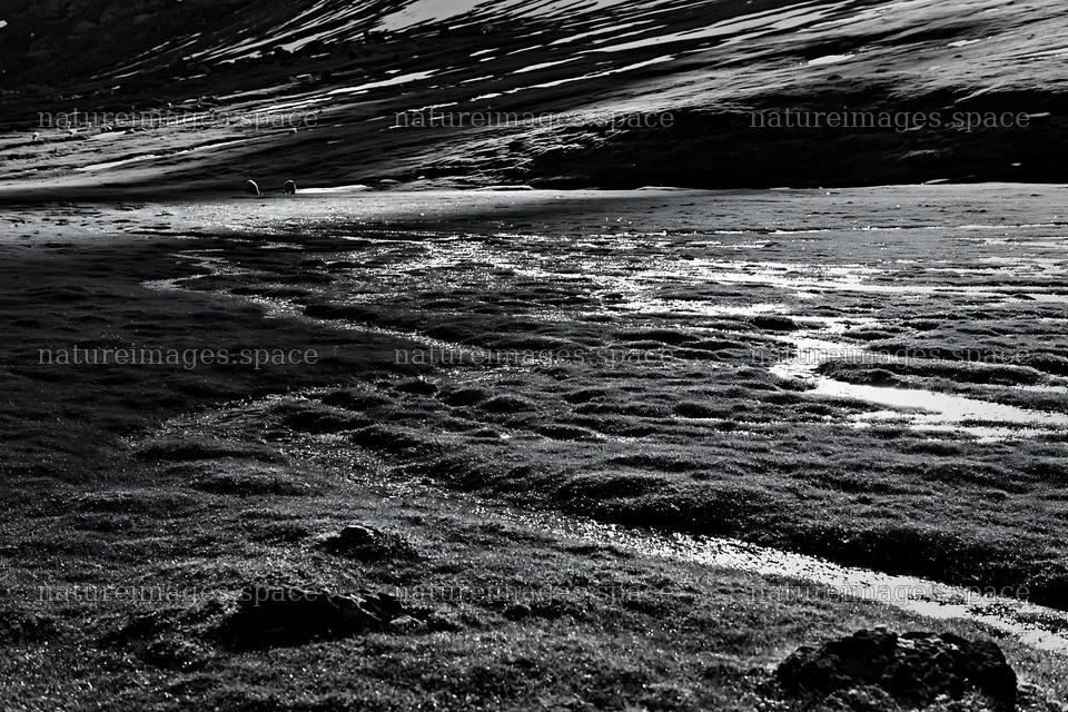 Sunbeams on Alpe di Siusi meadow at dawn – nature images 9722x6480