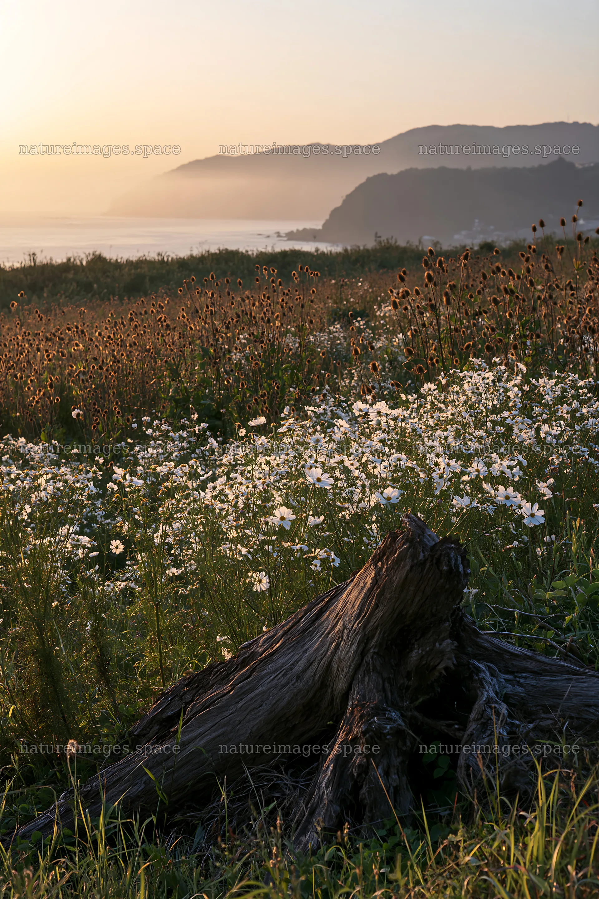 Nagasaki coastal meadow with driftwood at sunset – nature images 6480x9722