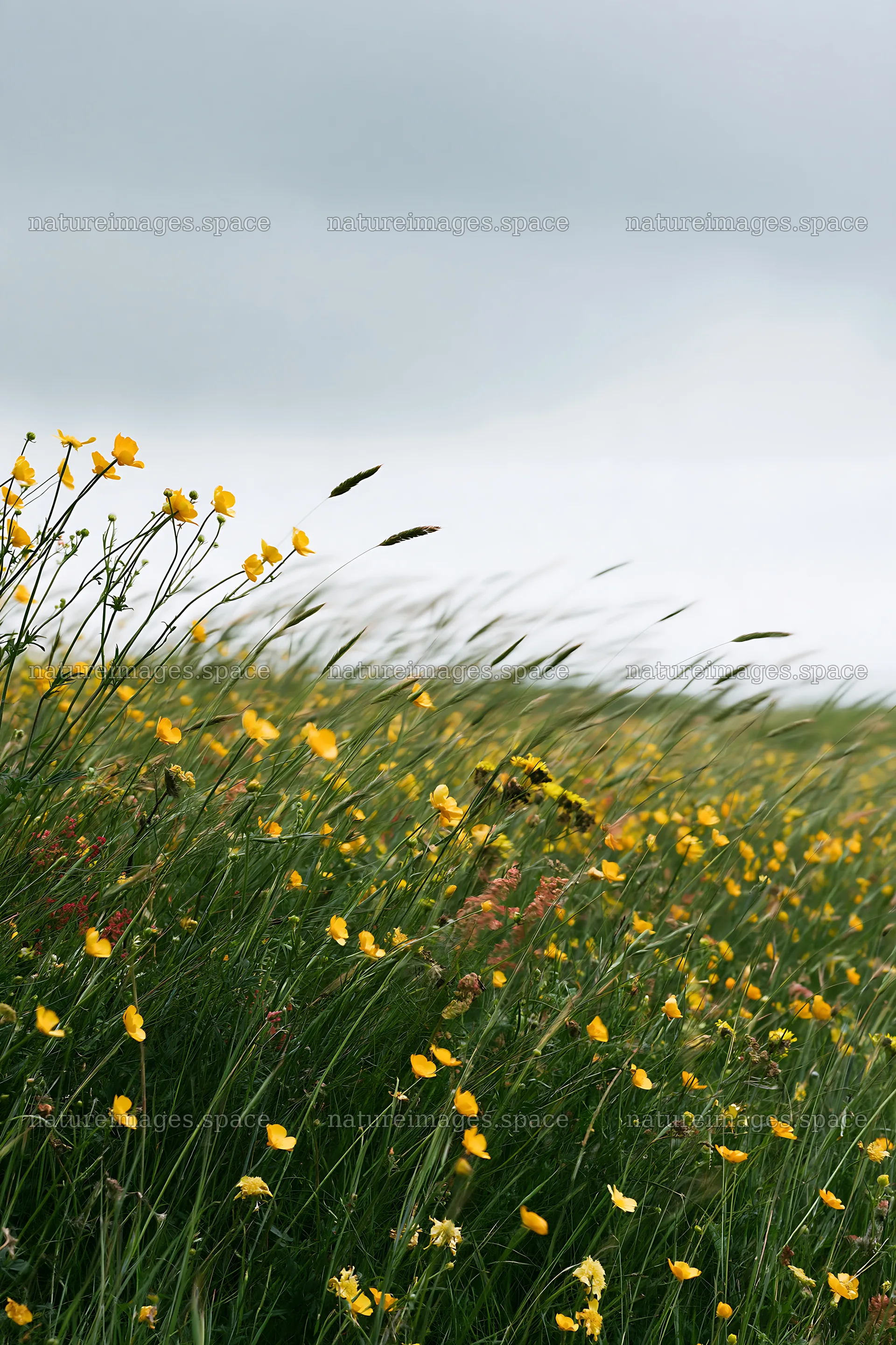 Colorful buttercup meadow under a cloudy sky – nature images 6480x9722