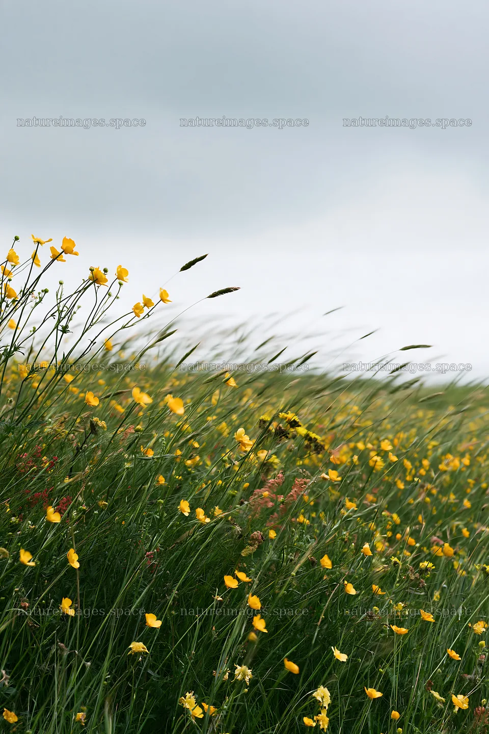 Colorful buttercup meadow under a cloudy sky – nature images 6480x9722